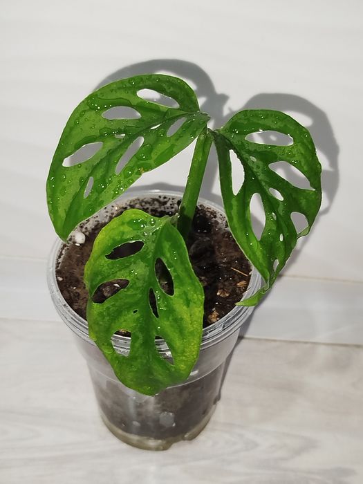 Monstera Monke detkasi