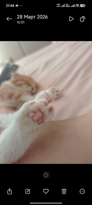 Котята в добрые руки