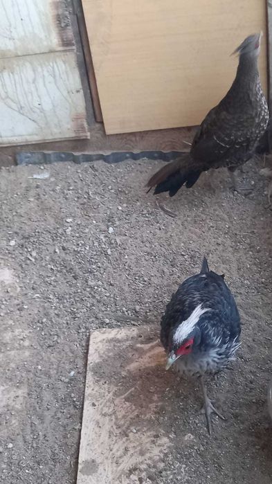 Фазаны Непальские