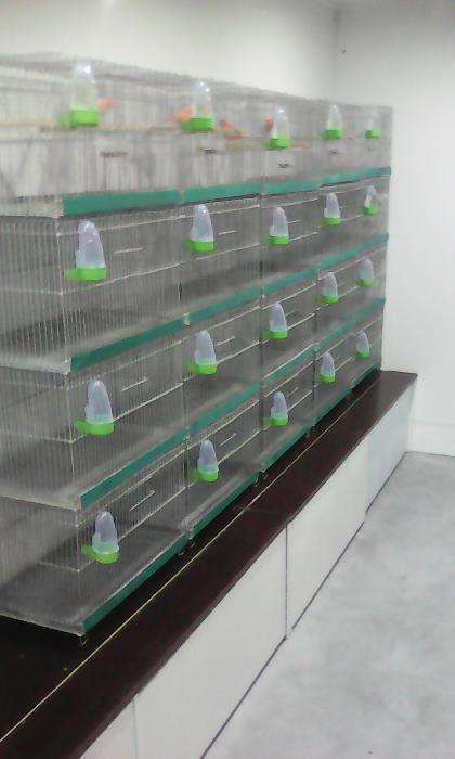 Canari CEAPAR  ,malinoa