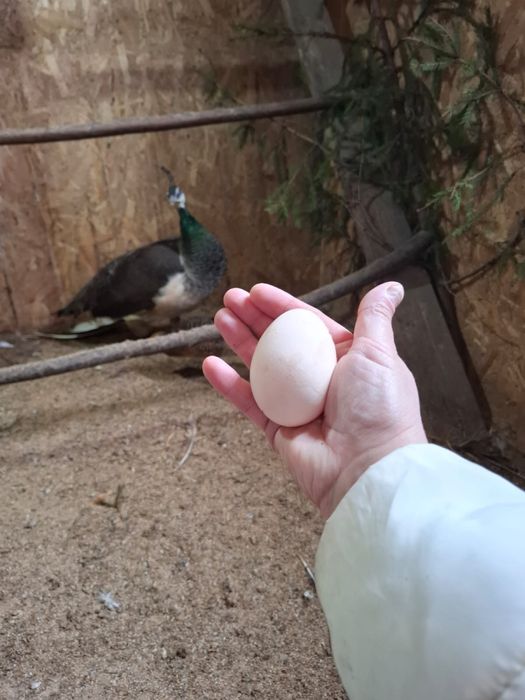 Индийские павлины