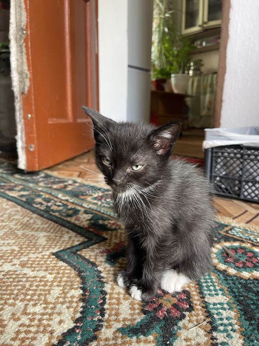 Котёнок девочка…