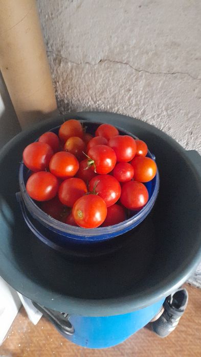 Продам домашние помидоры .кокшетау.рн хим зав