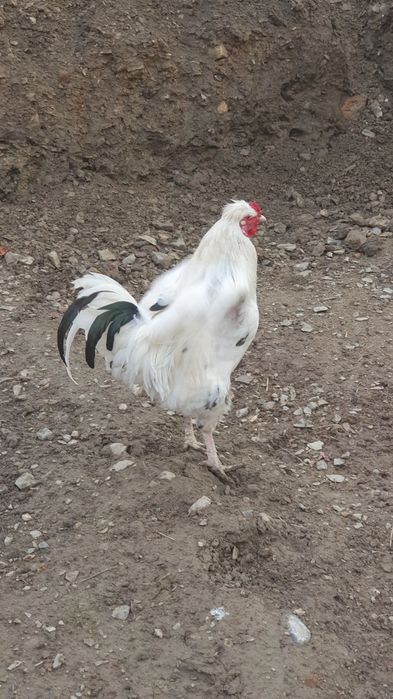 Хурозлар сотилади