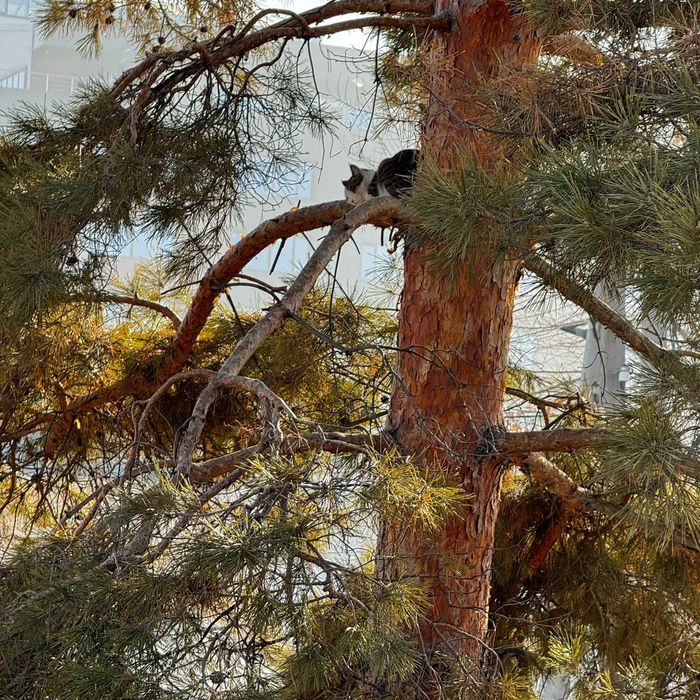 Защита от голубей, птиц, спасём кошку