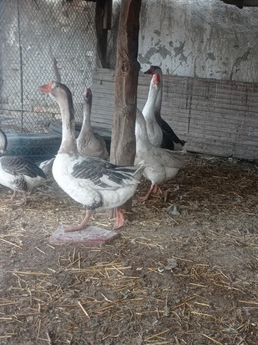 Гозлар сотилади.