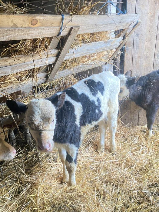 Vand vitei detalii la telefon