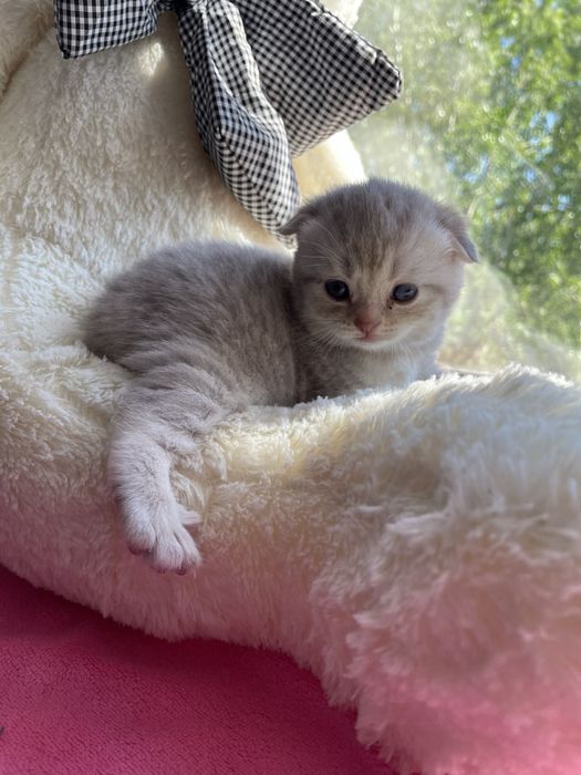 Продам очаравательных котят