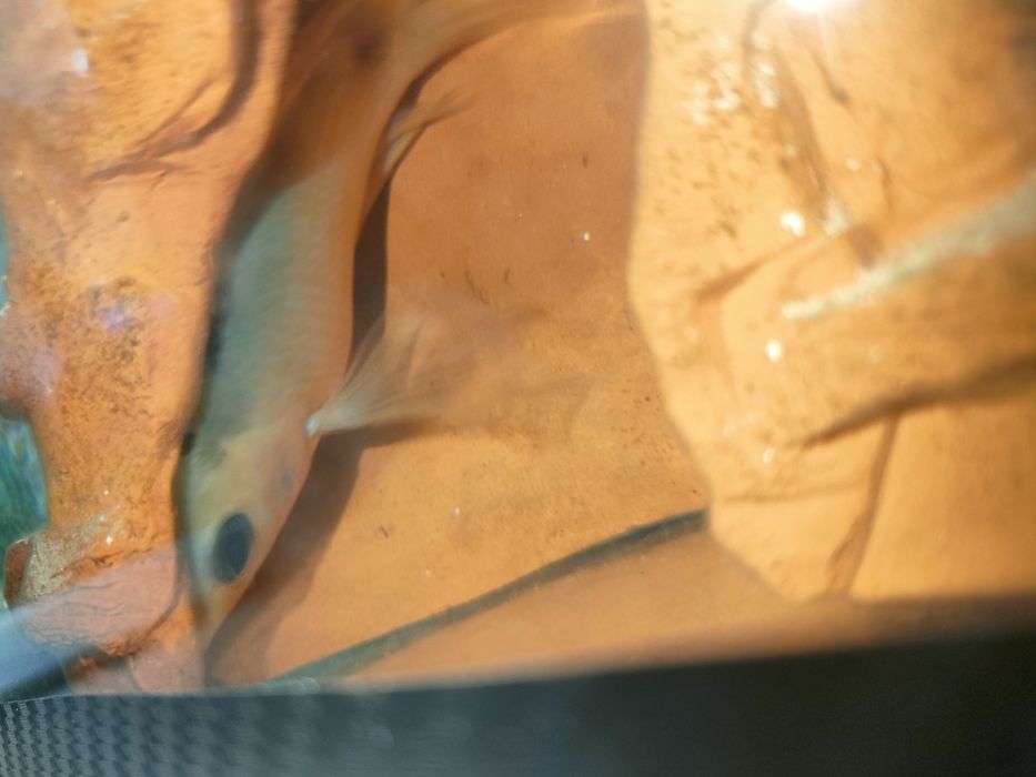 Аквариум 15 литр