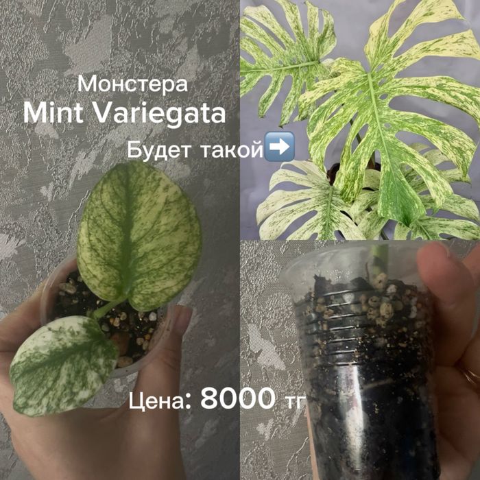 Монстеры разные, укорененные