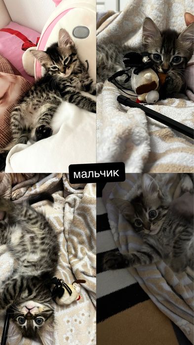 котята браш, канадский сфинкс