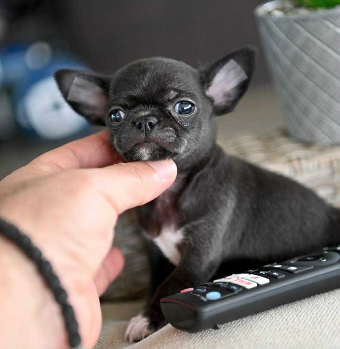 Мъжко мини чихуахуа