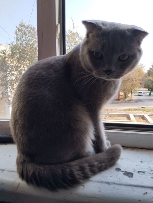 Кот на вязку вислоухий шатландец