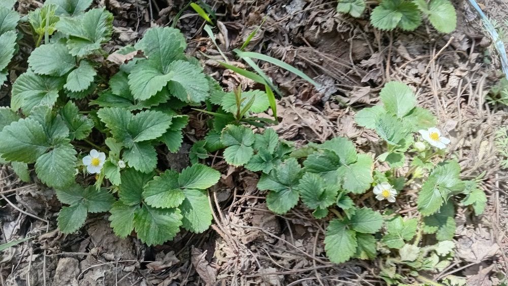 Рассада Клубники