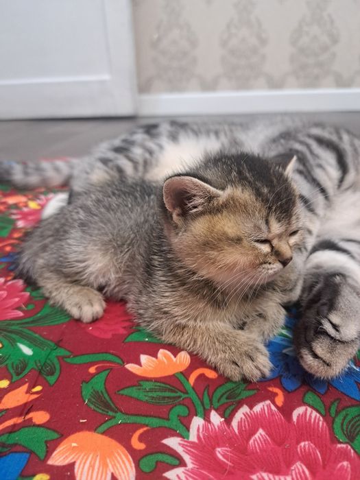Продается котенок