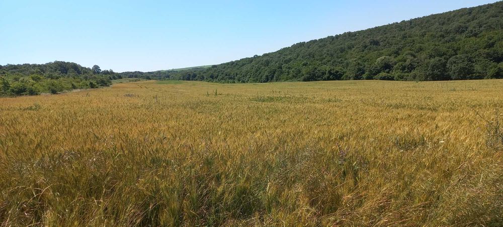 Земеделска земя с.Зорница общ.Аксаково, обл.Варна