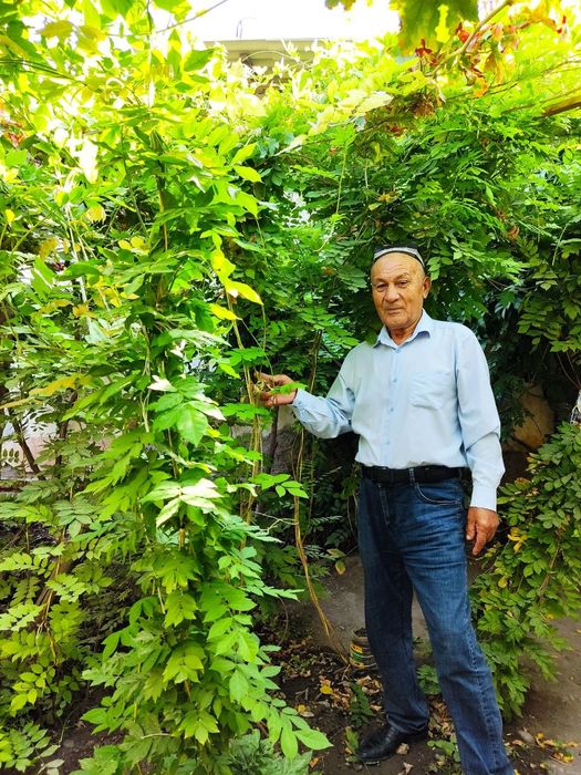 Gilitsina guli optom