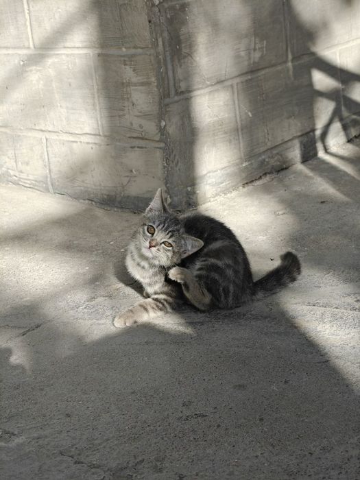 Котость 2 котенка