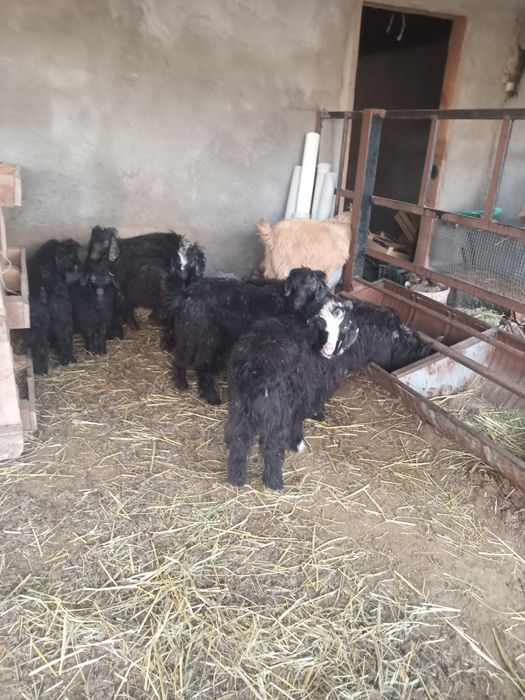 Шыбыштар лақтар сатылады.