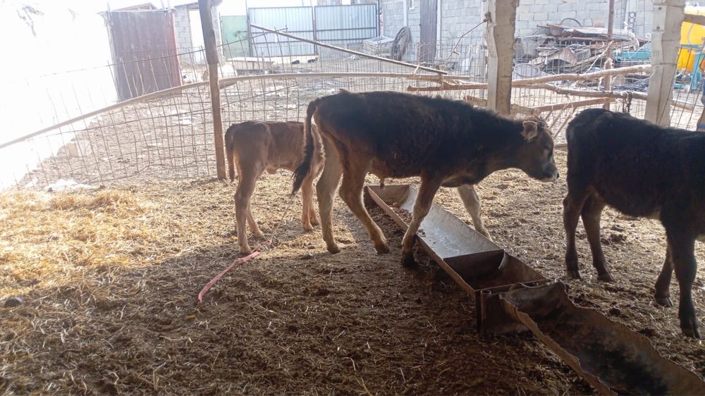 1 бука 1 ургашы сатылады 2 бас