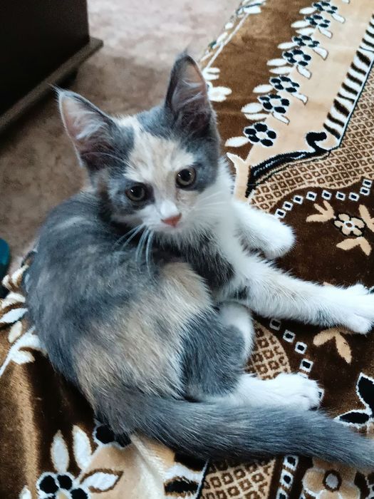 Кошечка в хорошие руки