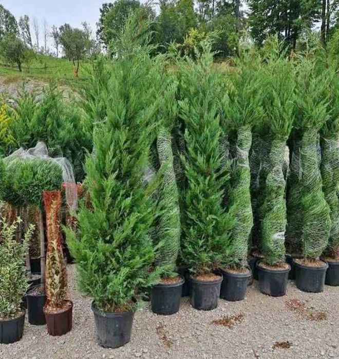 Vând plante ornamentale și livrez