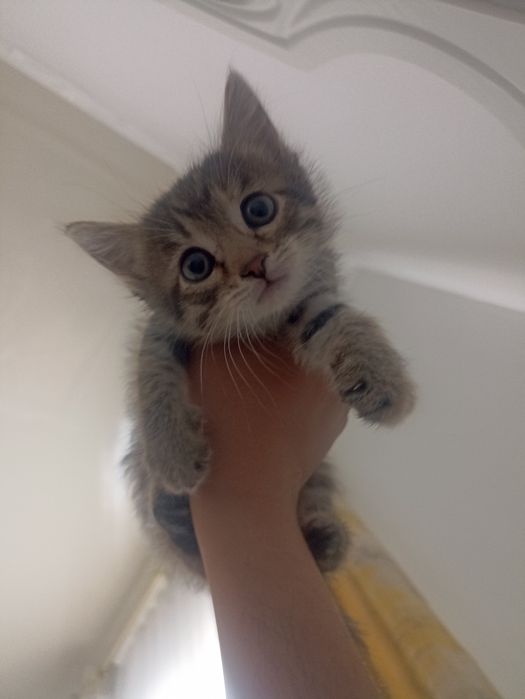 Мысык котенок бксплатно