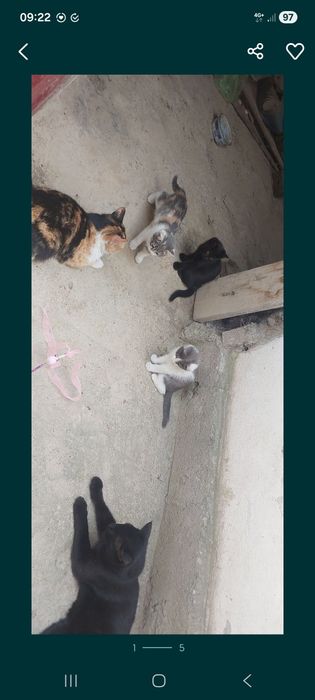 Одам Котят в Добрые руки