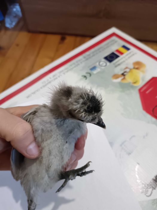 Декоративни пиленца