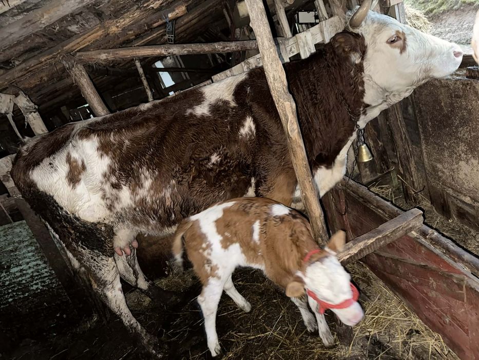 Vaca cu vitea de vanzare