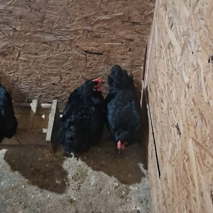 Gaini Marans negru și negru aramiu