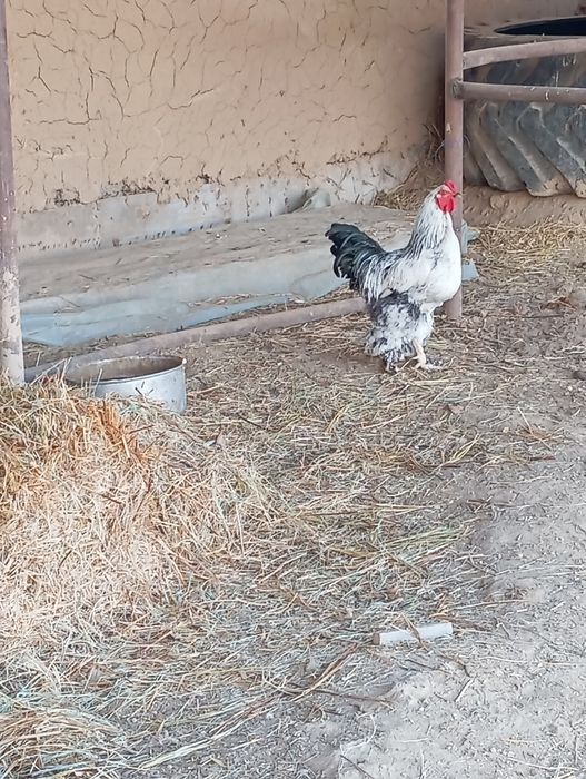 Тауық бар  тұқым 100% туып тұр