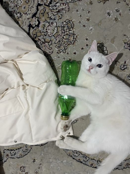 Отдам кошку 1 год