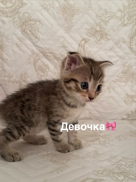 Котята в заботлиые руки