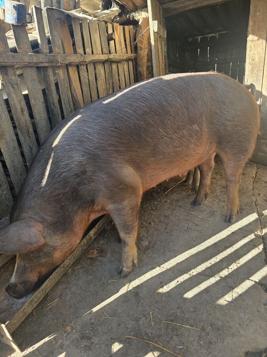 Vând bibilici de anul acesta si boabe de porumb