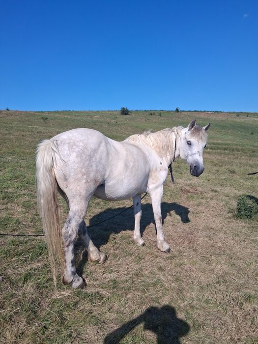 De vânzare o iapă bună de căruță și foarte cuminte