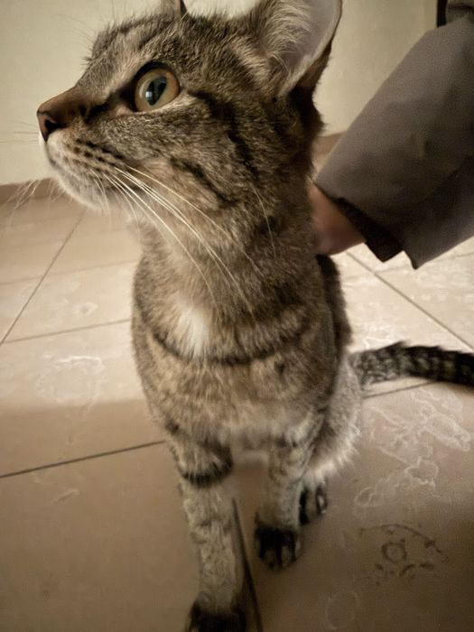 отдам кошечку в добрые руки