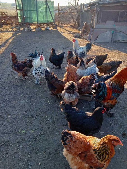 Продавам оплодени яйца от породата брама