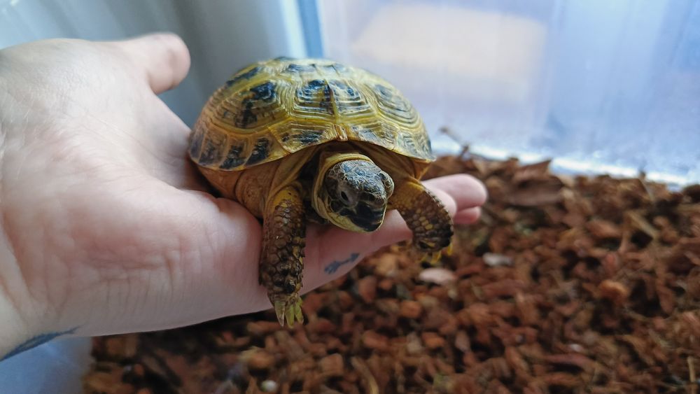 Продам черепаху сухопутную.