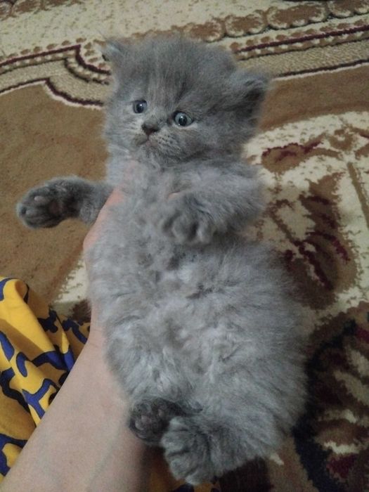 Продаются котята!