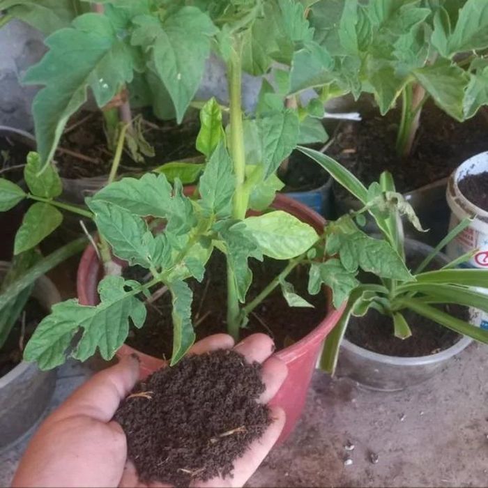 Чувалчанглар аксияда