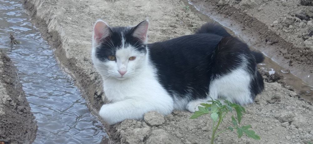 Oʻgʻil bola Mushuk Sotiladi