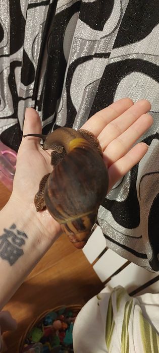 Улитка архахатина