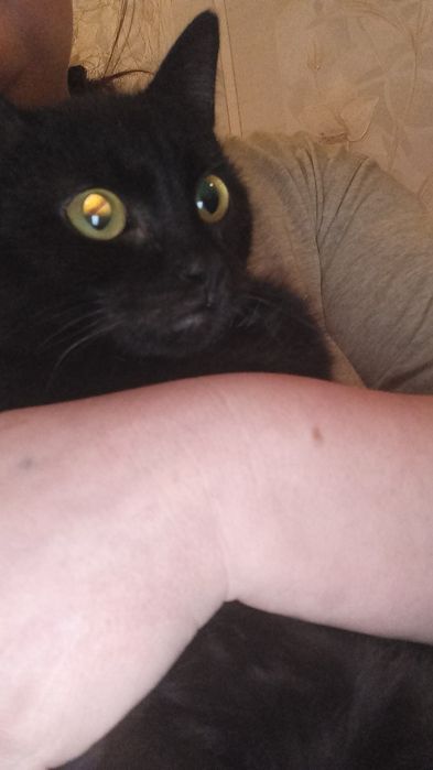 Котик чёрный в хорошие руки