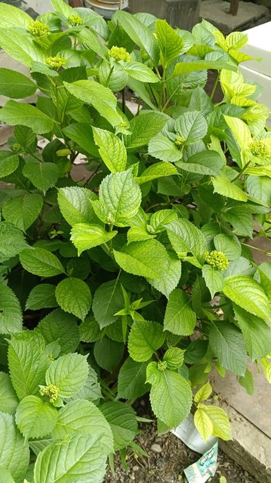 Гортензия Талгар