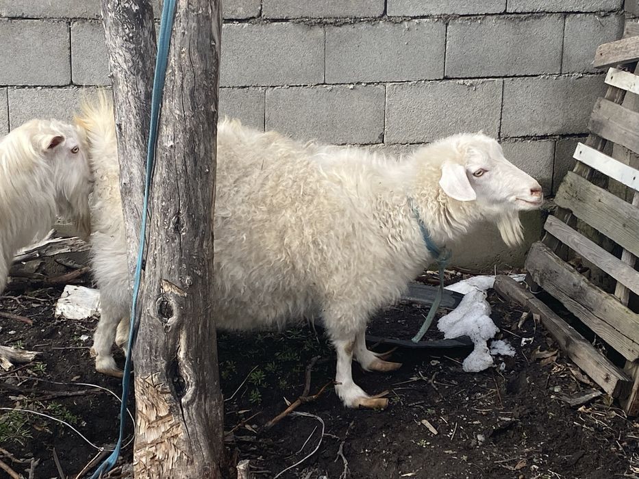 Продам козу молочной породы