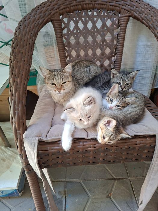 Отдам котят в добрые руки