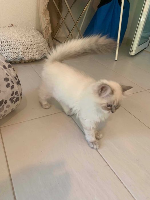 Шотлански котета