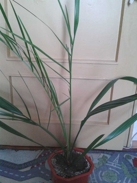 Палма-финикова..