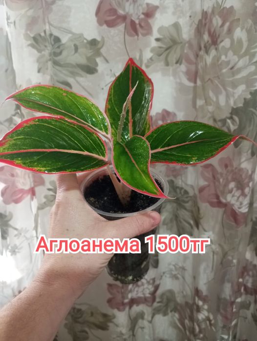 Комнатные растения(малыши)